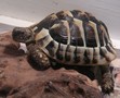 wrinkle the hermman tortoise